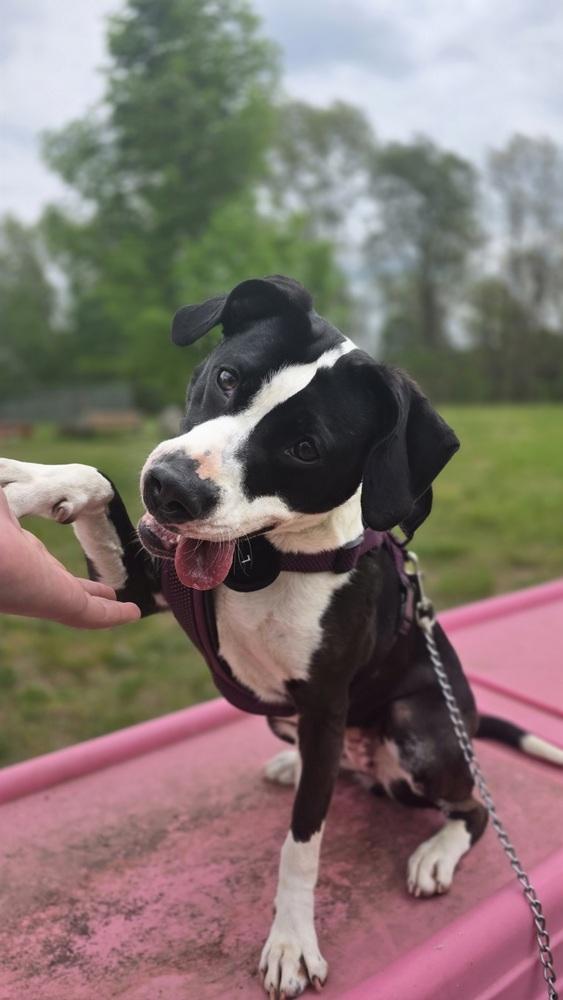 Enlarge Olivia, a Adoptable mixed breed in Kalamazoo, MI image 2/6