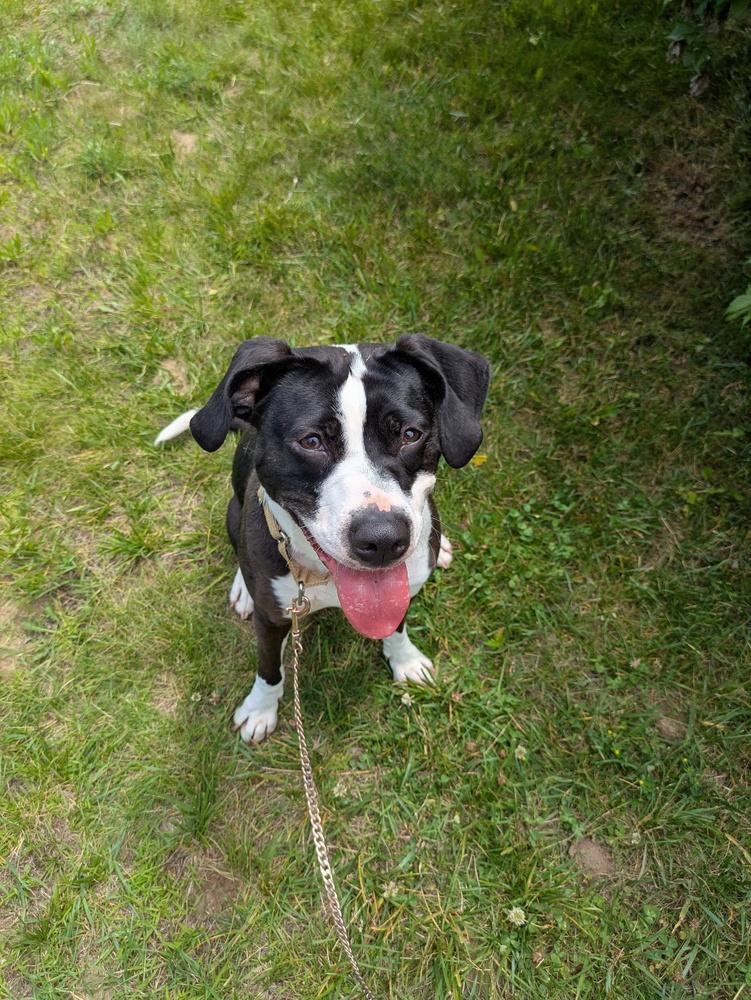 Enlarge Olivia, a Adoptable mixed breed in Kalamazoo, MI image 3/6