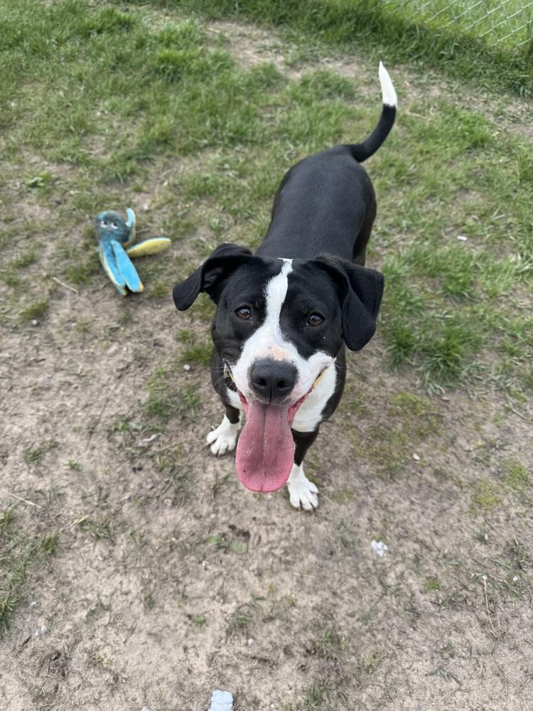 Enlarge Olivia, a Adoptable mixed breed in Kalamazoo, MI image 4/6