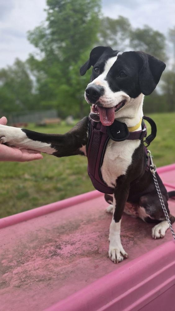 Enlarge Olivia, a Adoptable mixed breed in Kalamazoo, MI image 5/6
