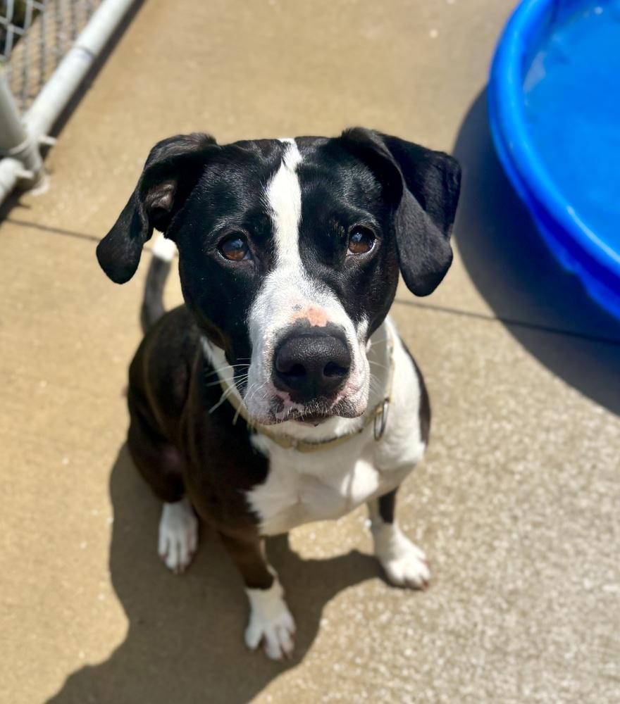 Enlarge Olivia, a Adoptable mixed breed in Kalamazoo, MI image 6/6