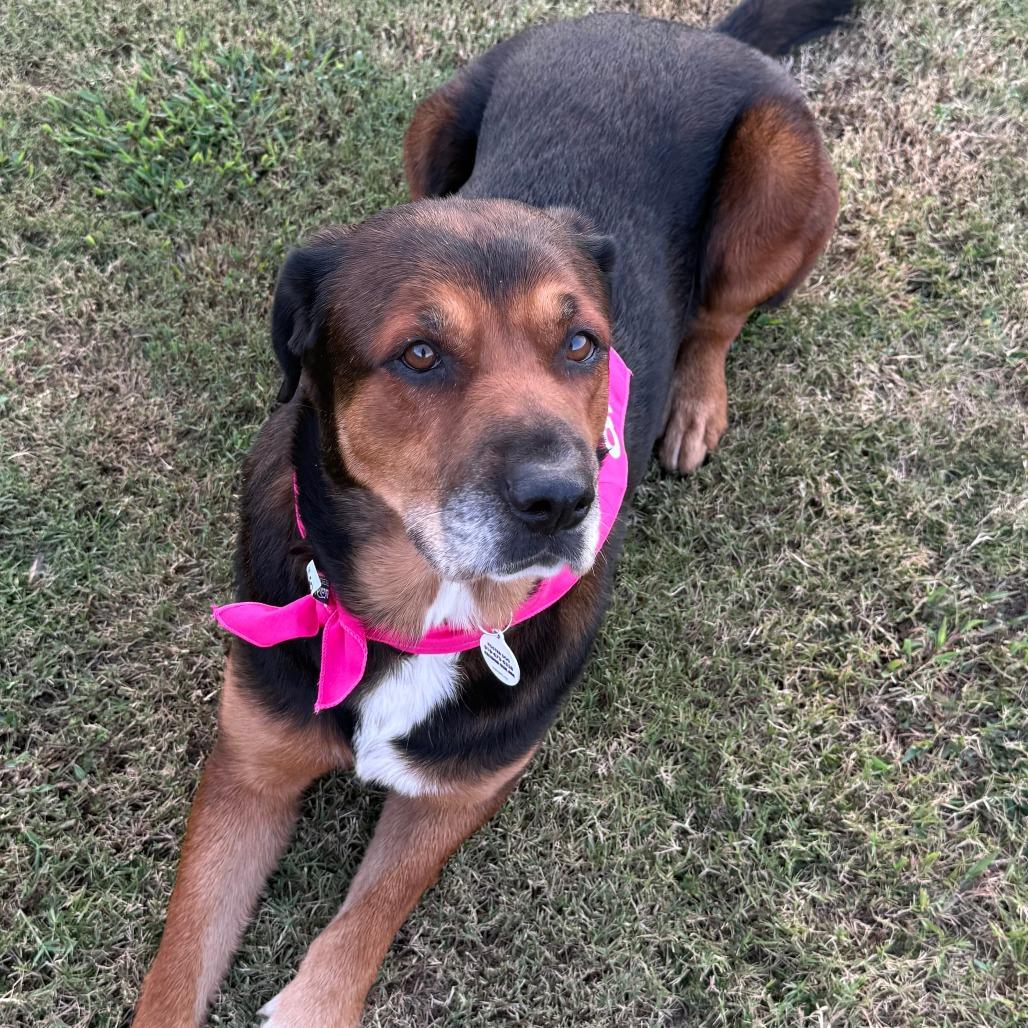Chloe, Adoptable, Adult Female Shepherd & Mixed Breed.