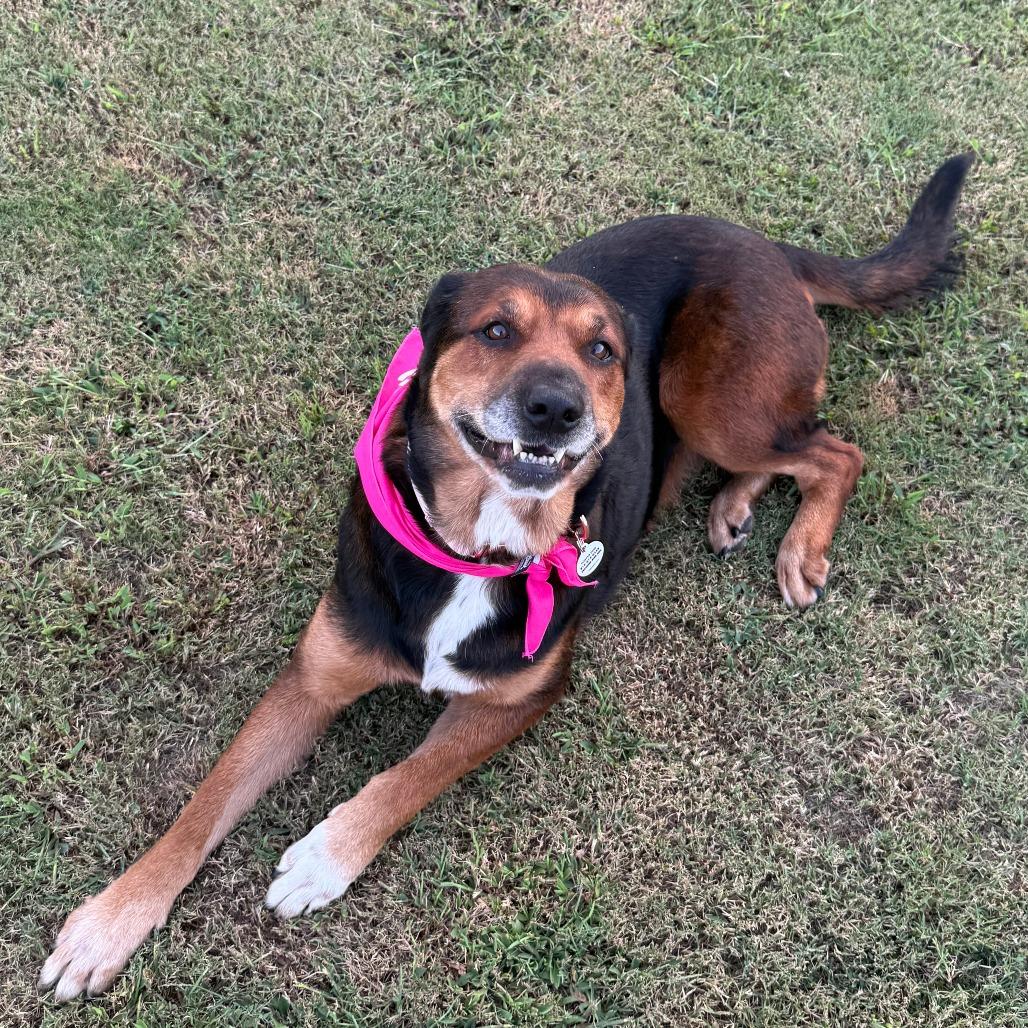 Enlarge Chloe, a Adoptable mixed breed in Raleigh, NC image 2/4