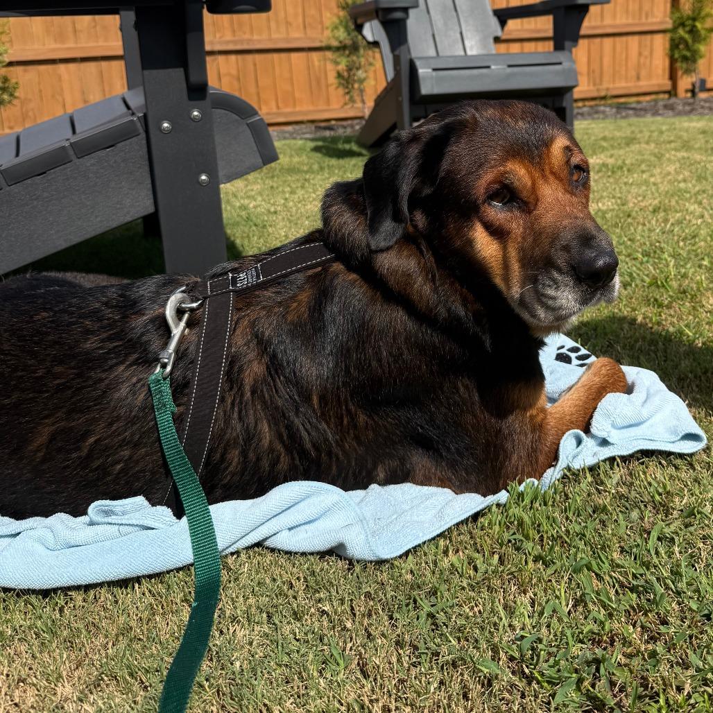 Enlarge Chloe, a Adoptable mixed breed in Raleigh, NC image 3/4