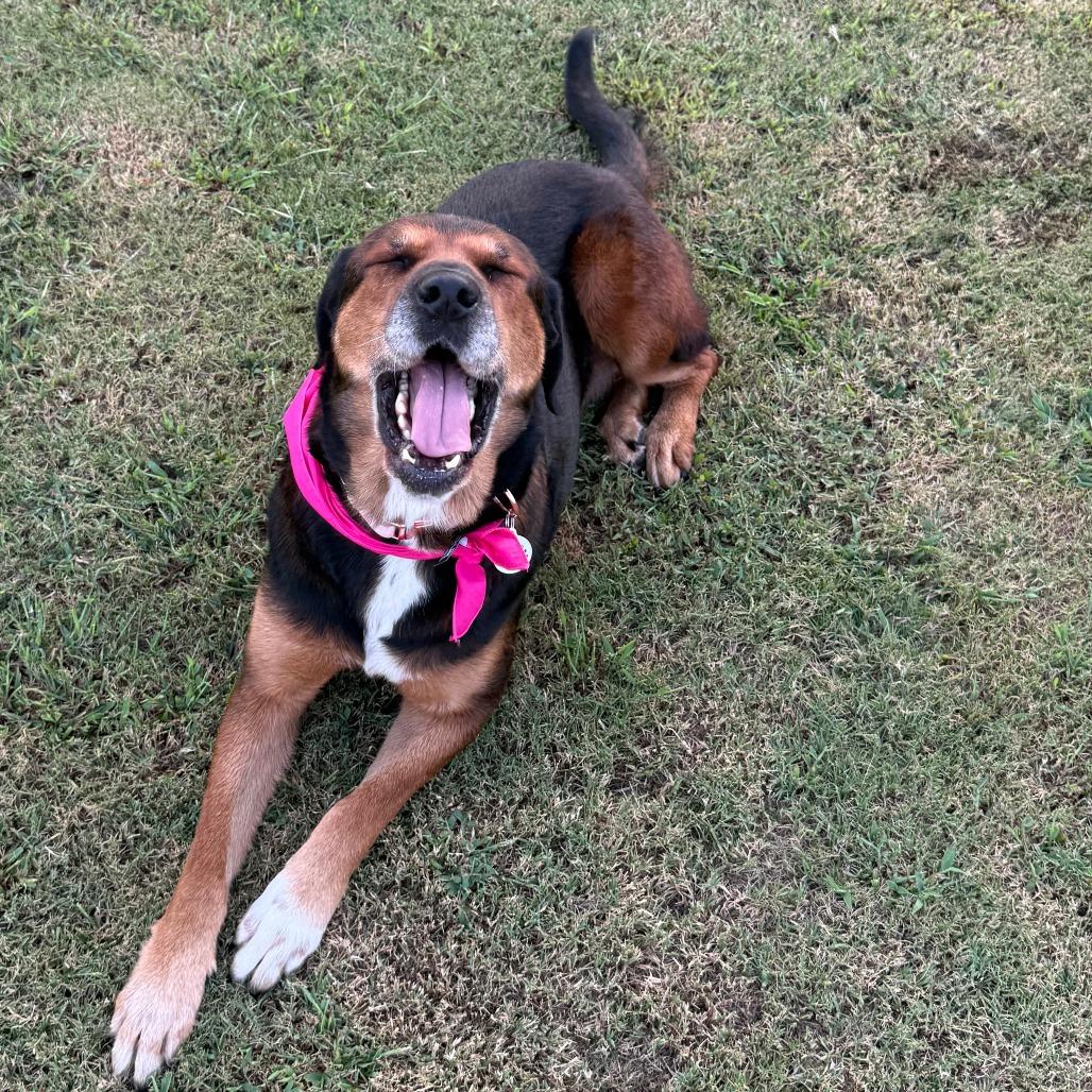 Enlarge Chloe, a Adoptable mixed breed in Raleigh, NC image 4/4