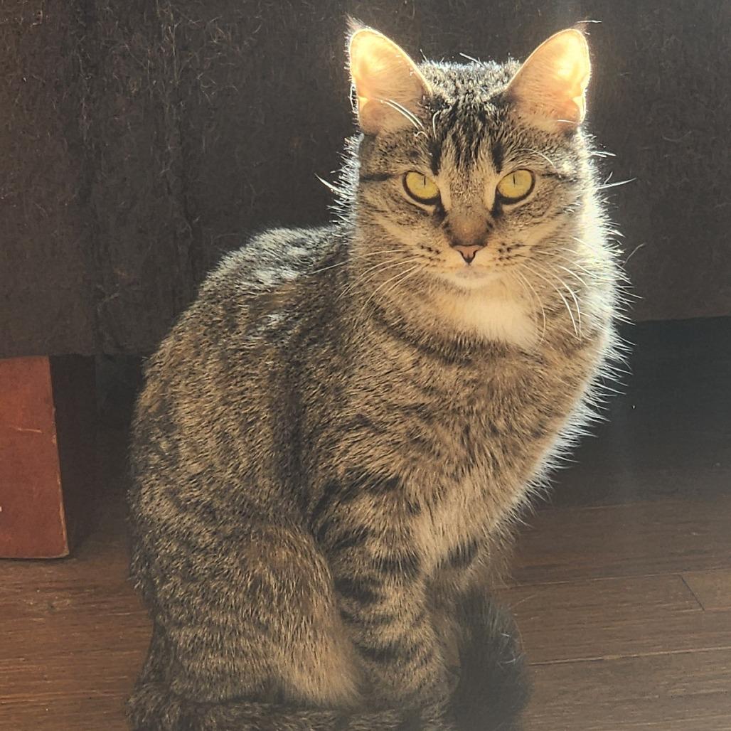 Enlarge Seven, a ADOPTABLE Domestic Short Hair in Hudson, NY image 1/1