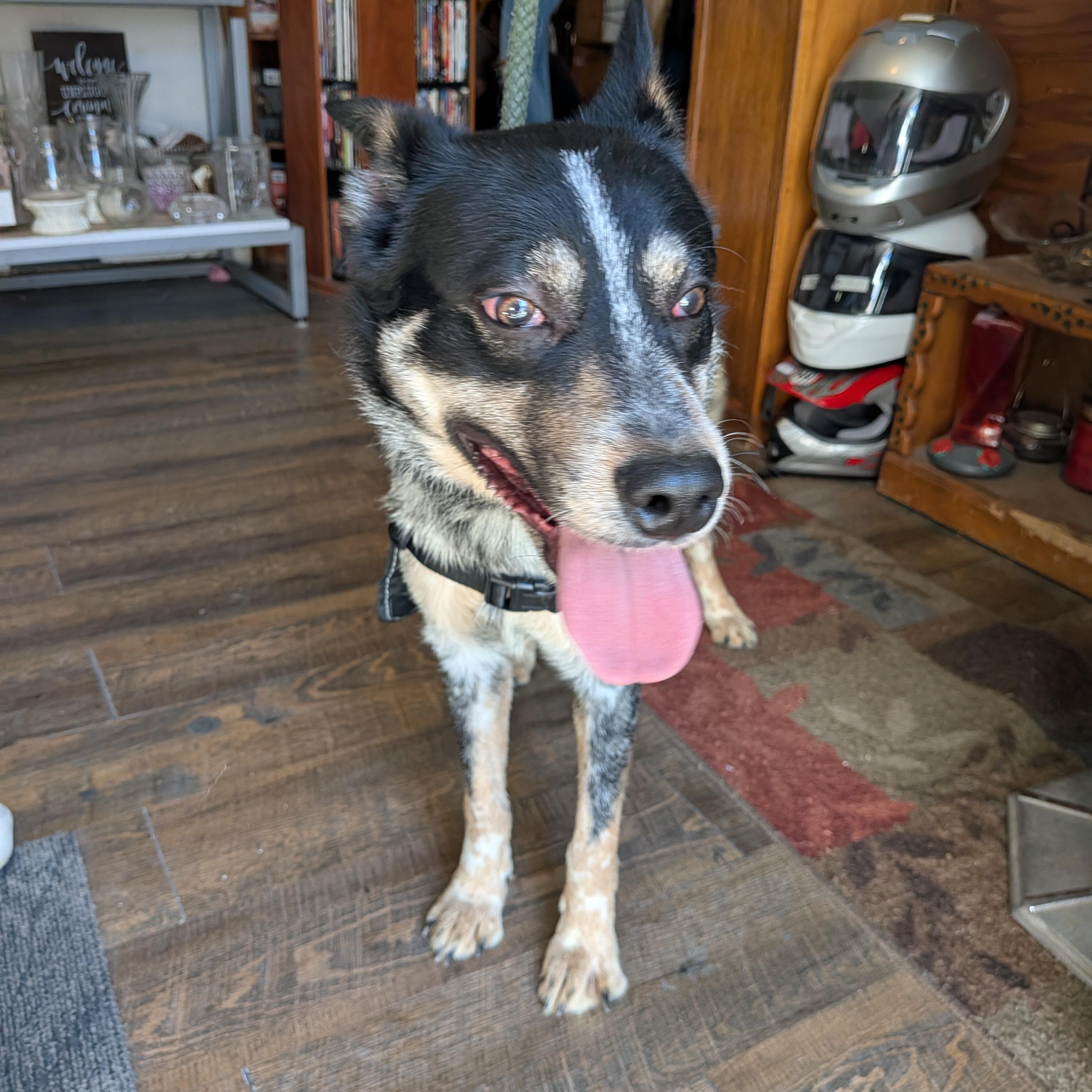 Enlarge Bear , an adopted mixed breed in Hermiston, OR image 2/4
