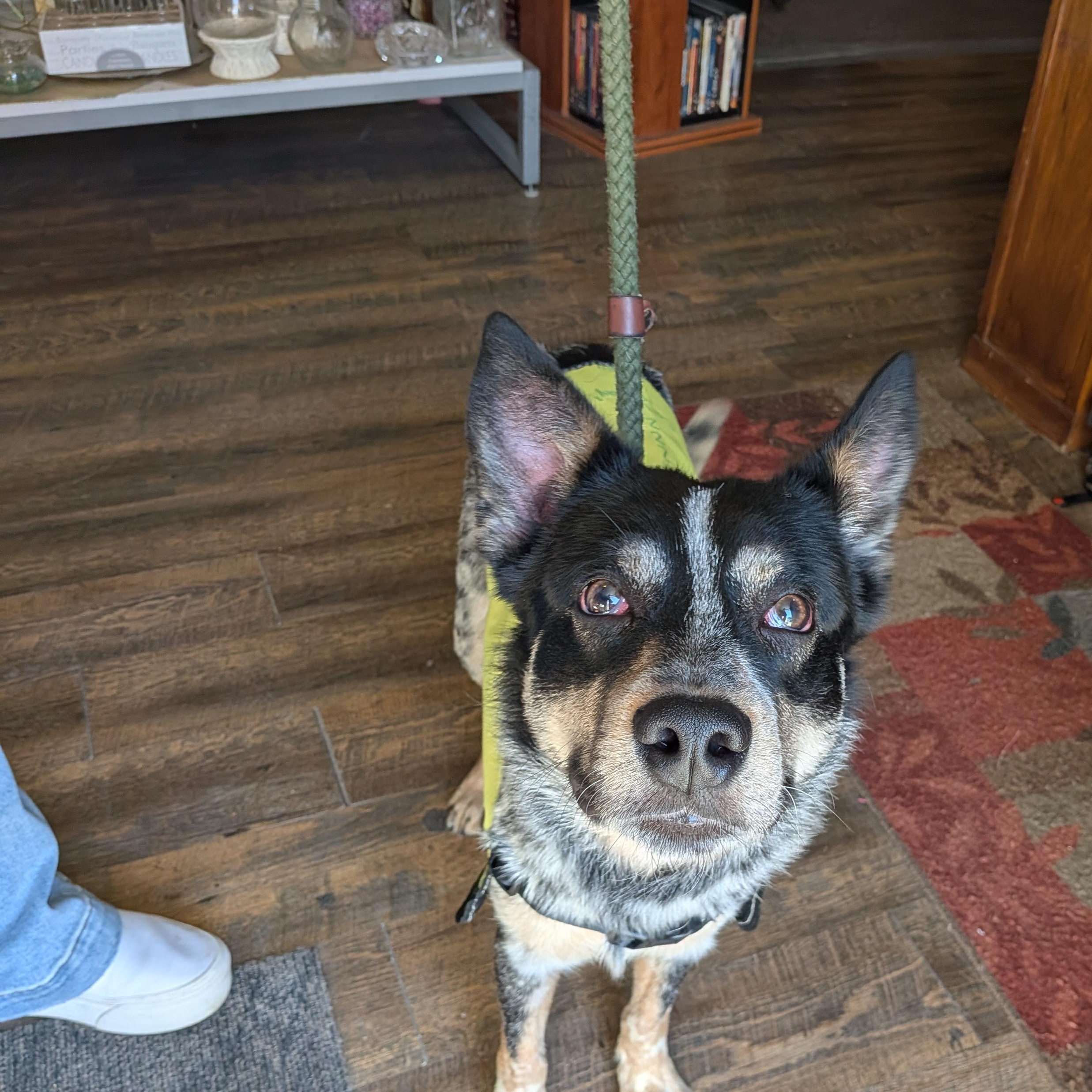 Bear , adopted, Young Male Australian Cattle Dog / Blue Heeler.