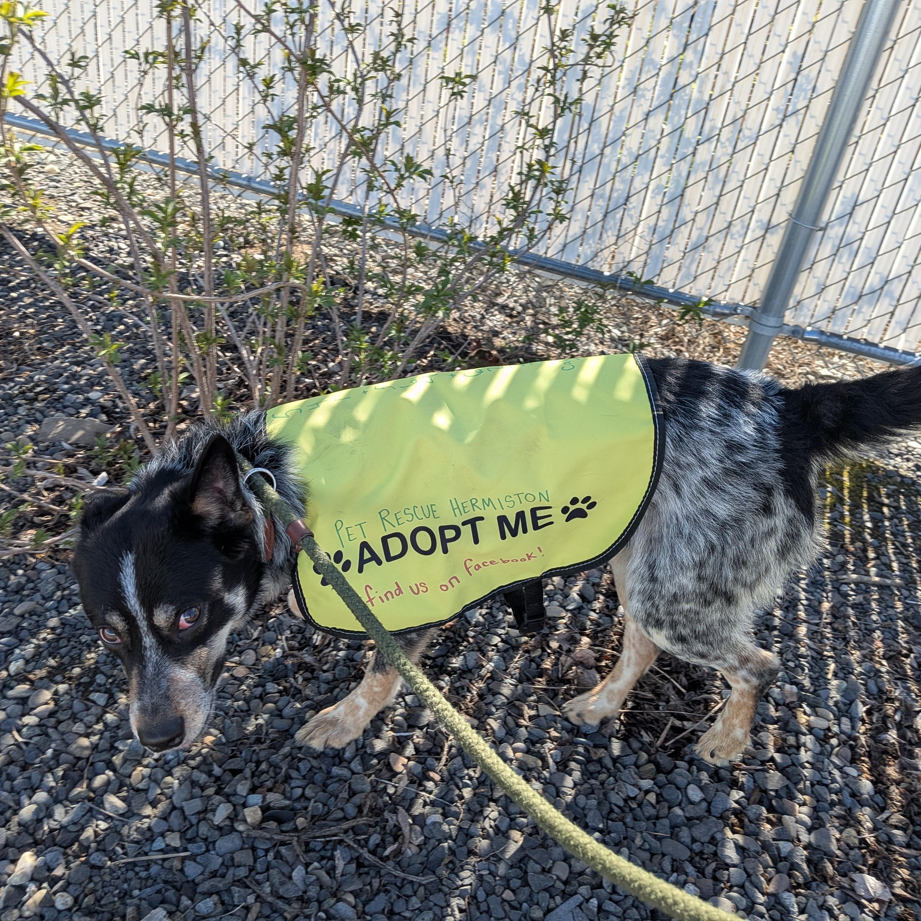 Enlarge Bear , an adopted mixed breed in Hermiston, OR image 4/4