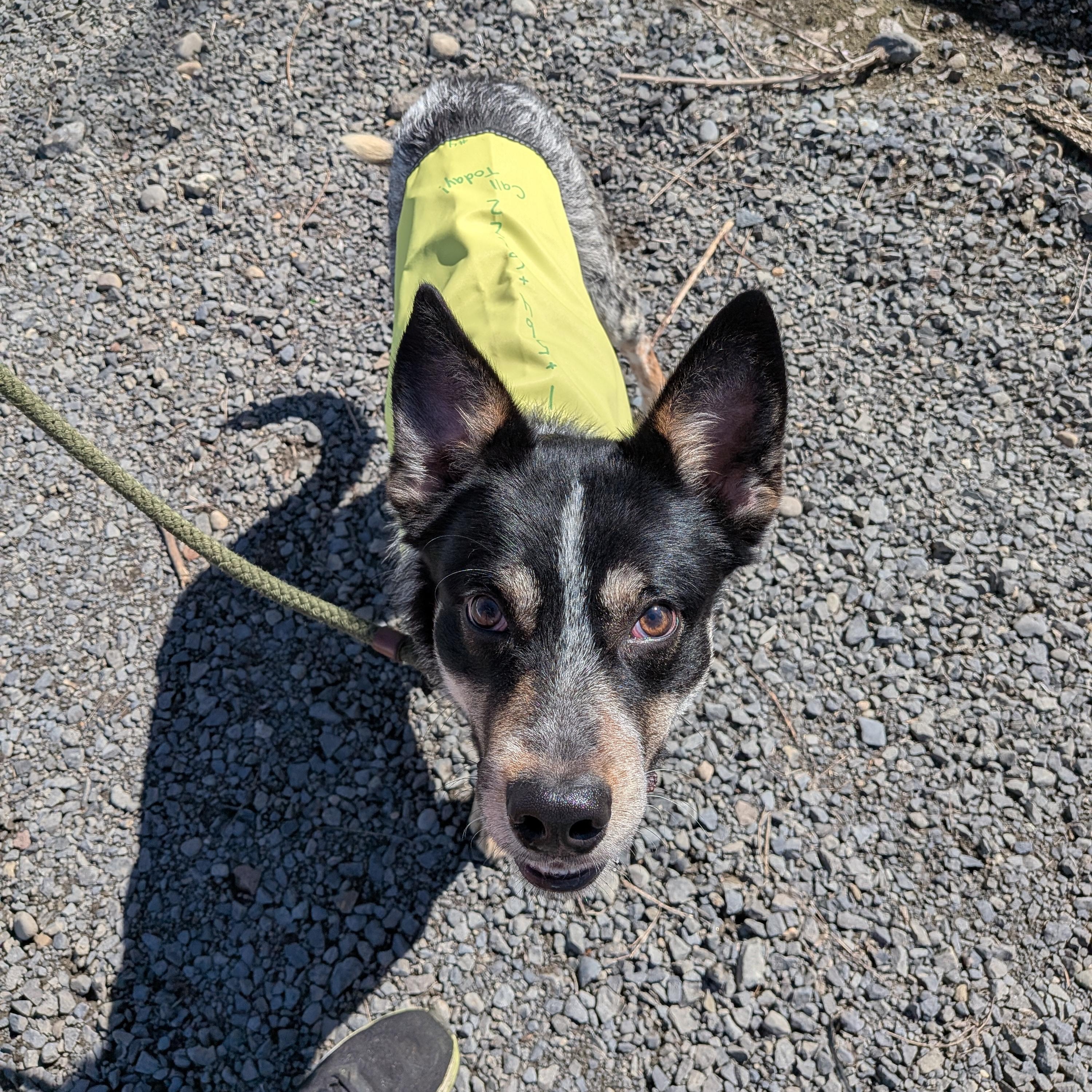 Enlarge Bear , an adopted mixed breed in Hermiston, OR image 3/4