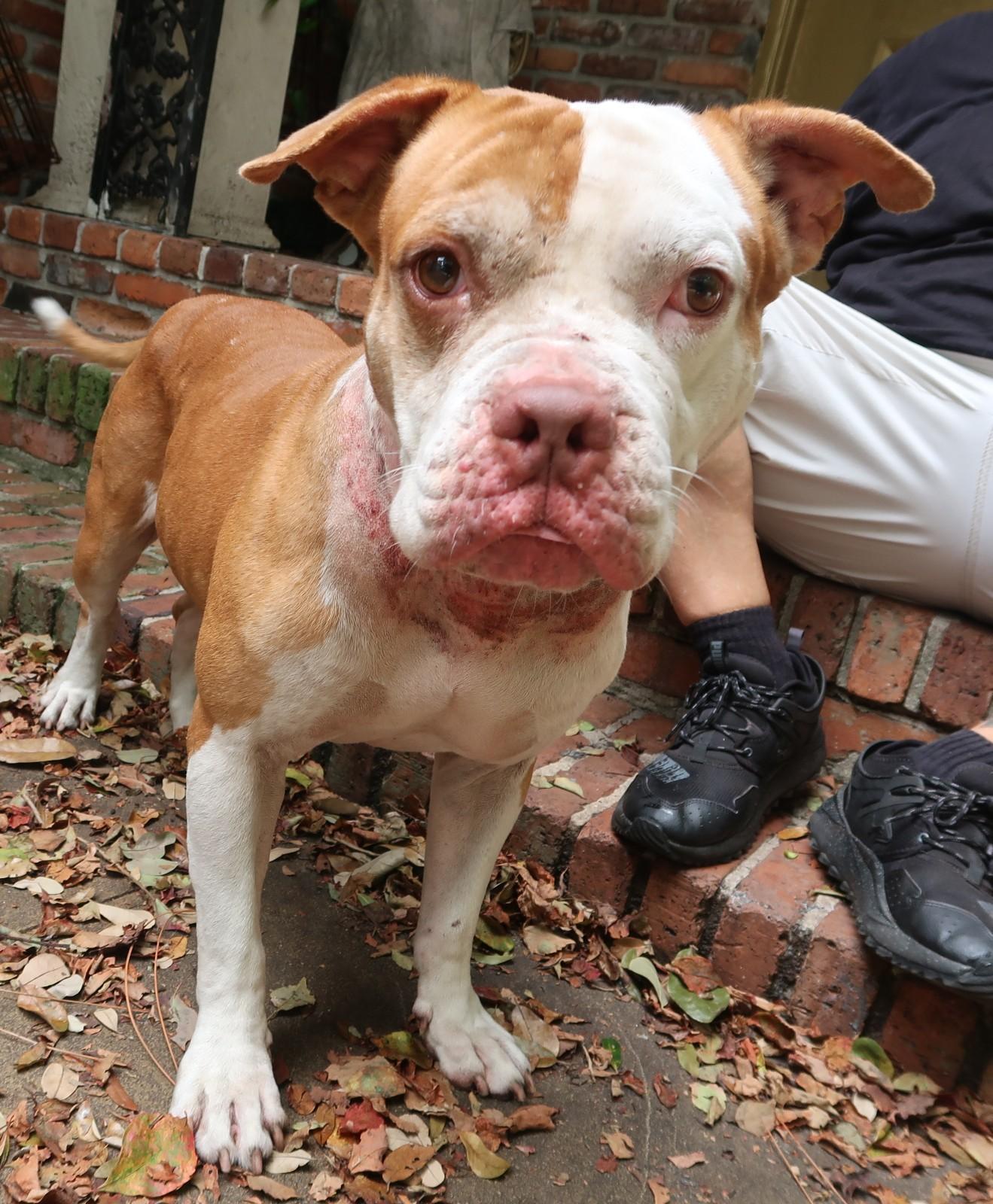 The JUICE. Intelligent. Athletic. Tons of Personality, ADOPTABLE, Adult Male Bulldog.