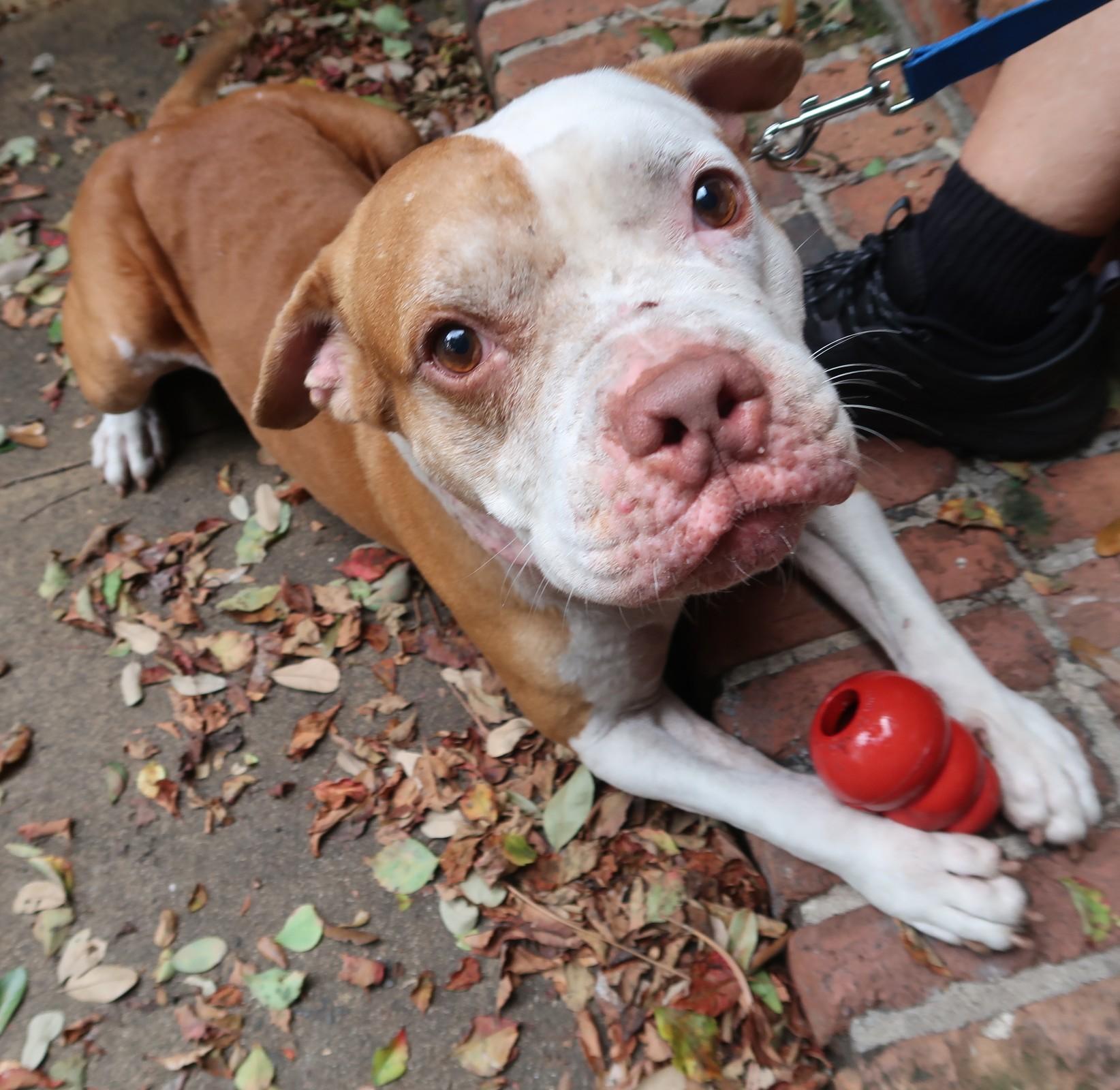 The JUICE. Intelligent. Athletic. Tons of Personality, a ADOPTABLE mixed breed in St. Petersburg, FL image 2/3