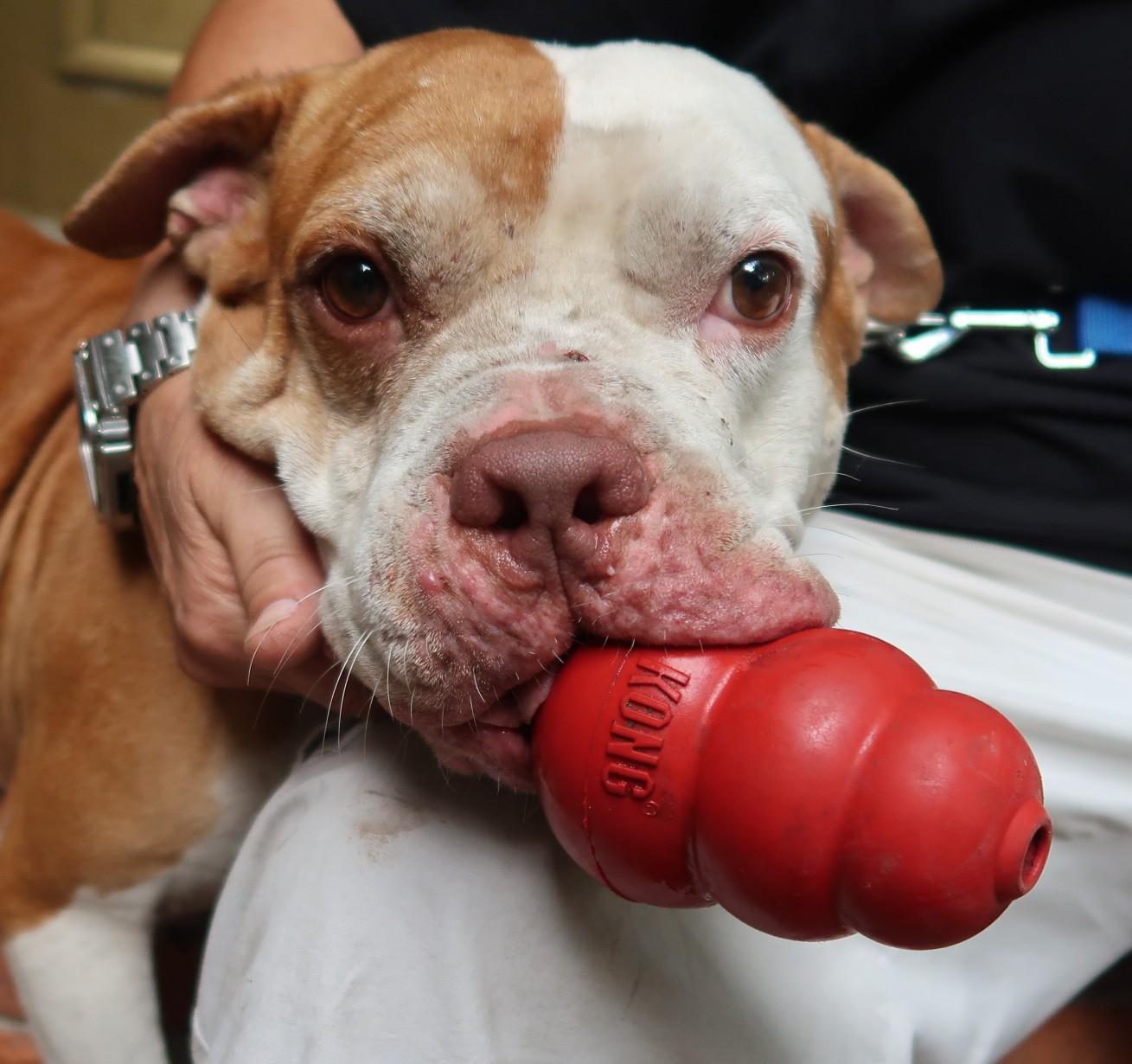 The JUICE. Intelligent. Athletic. Tons of Personality, a ADOPTABLE mixed breed in St. Petersburg, FL image 3/3