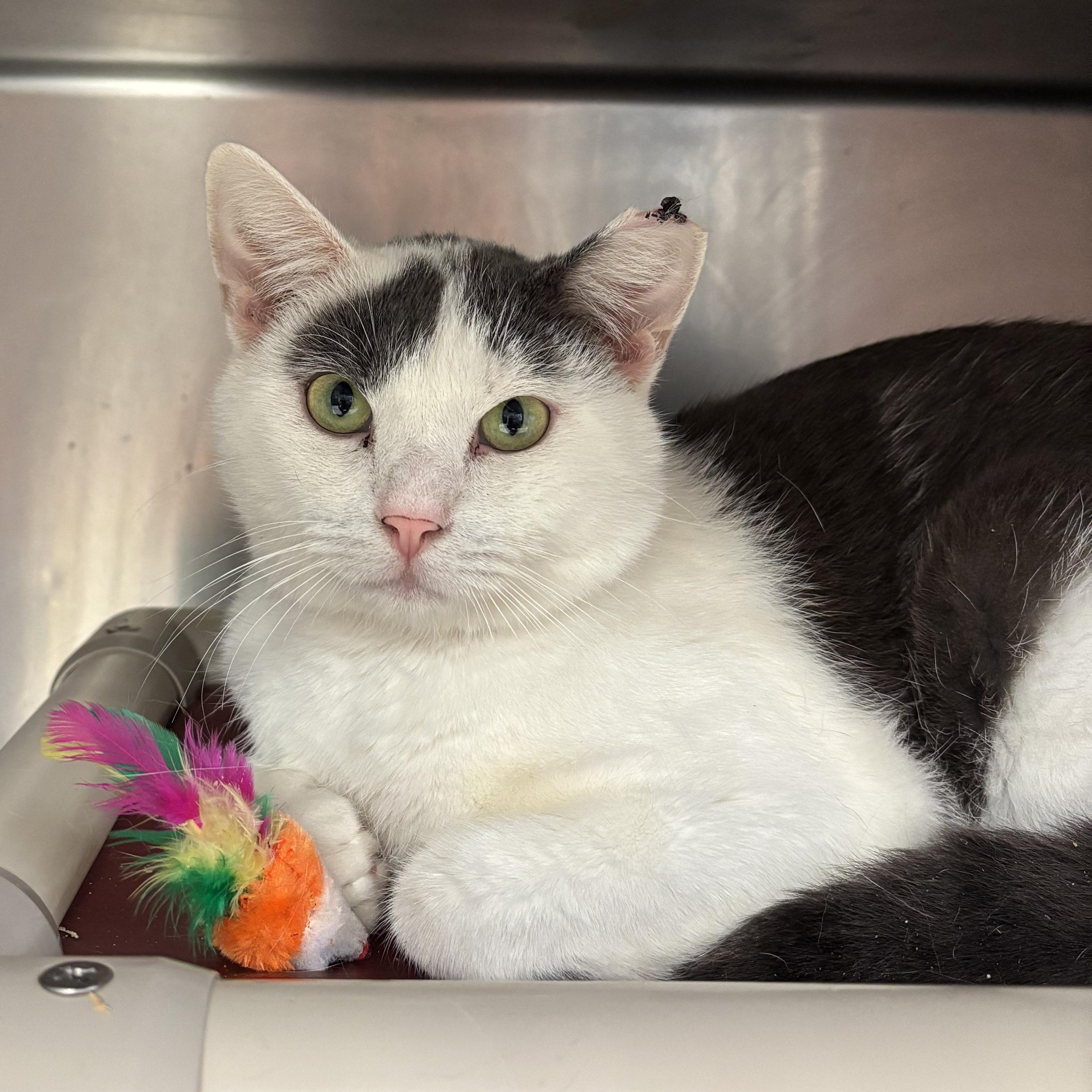 Enlarge Gill, a Adoptable Domestic Short Hair in Chippewa Falls, WI image 1/1