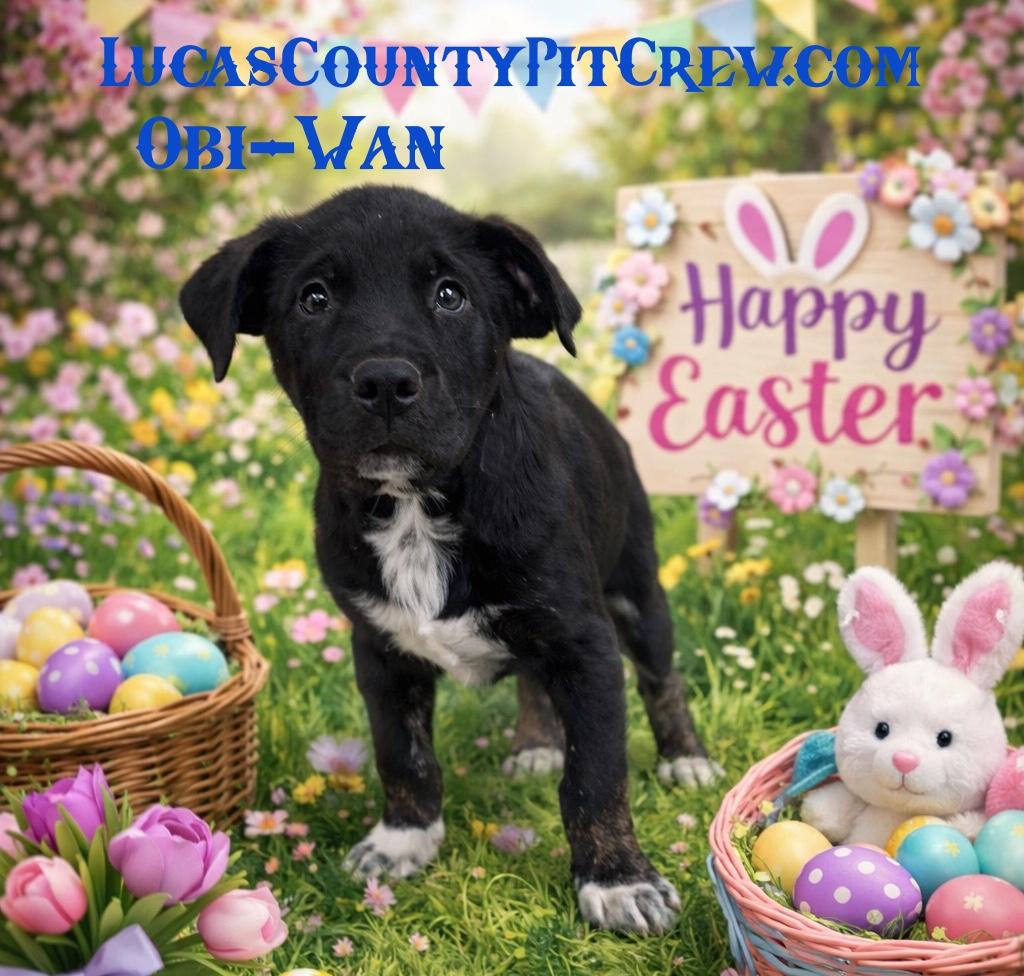 Obi-Wan, adopted, Puppy Male Spaniel & Labrador Retriever.