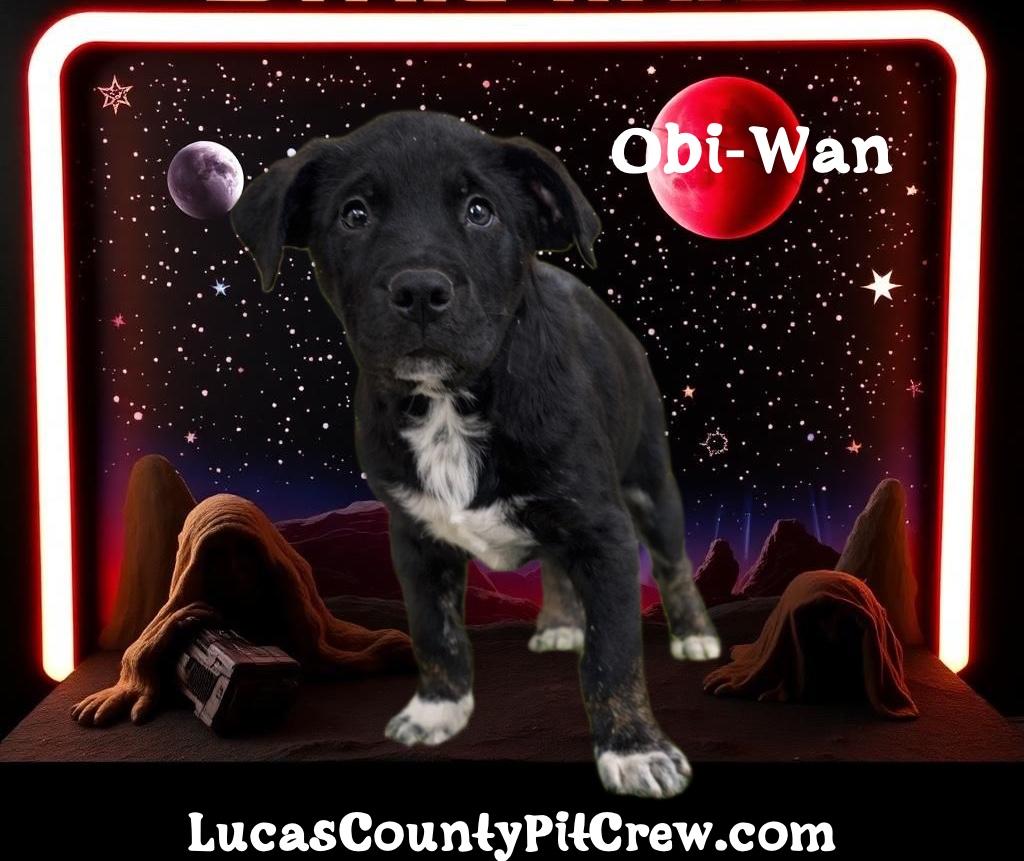 Enlarge Obi-Wan, an adopted mixed breed in Toledo, OH image 2/2