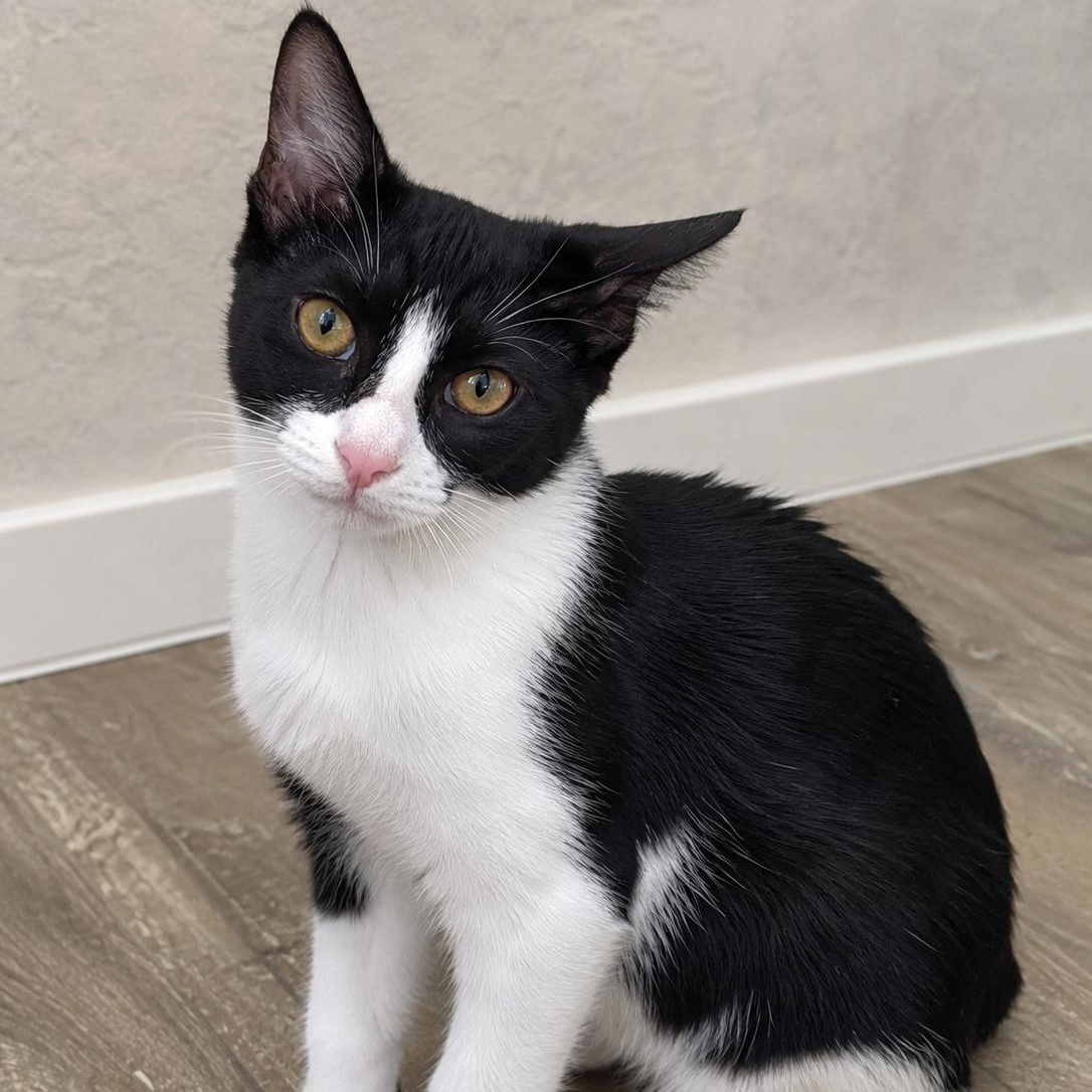 Freya, ADOPTABLE, Kitten Female Domestic Short Hair.