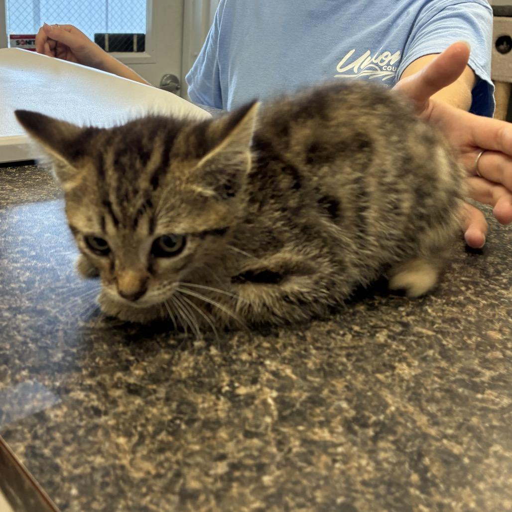 Staple, Adoptable, Kitten Male Domestic Short Hair & Domestic Short Hair.