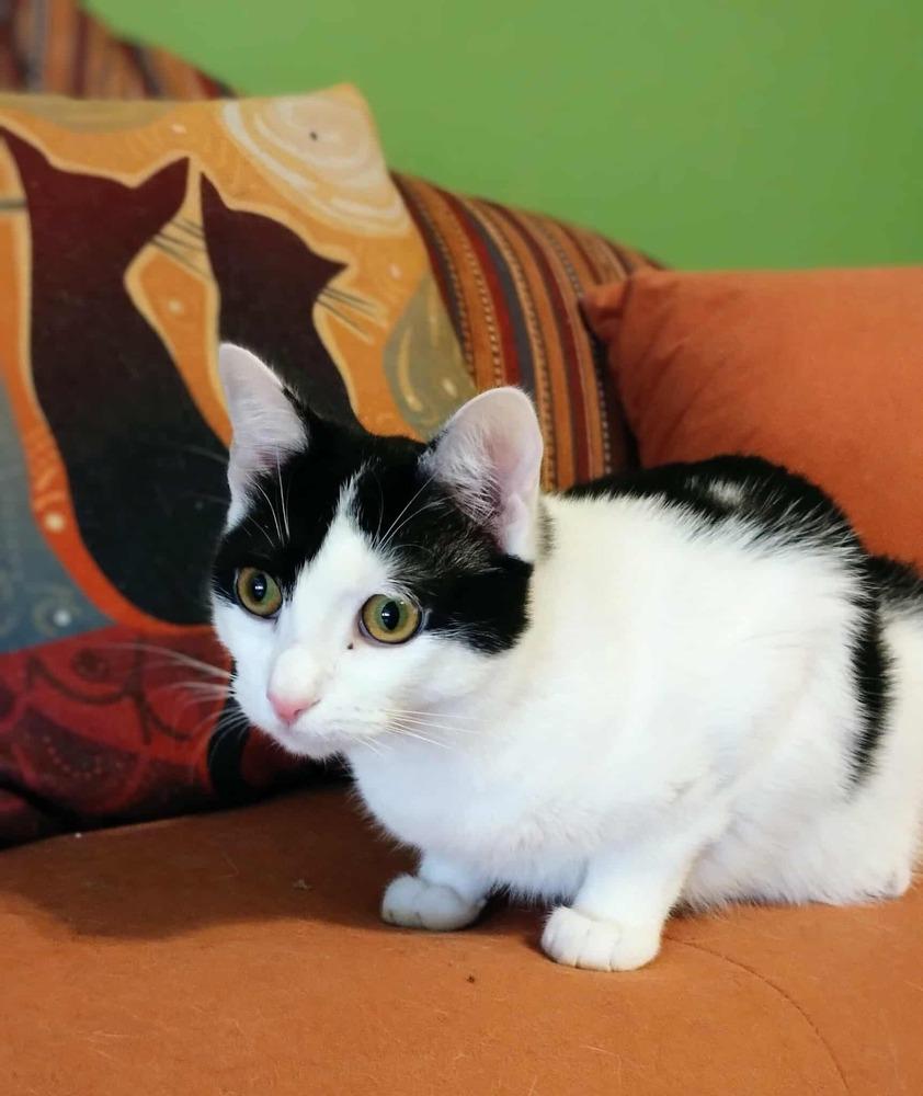 Evan, Adoptable, Kitten Male Domestic Short Hair.