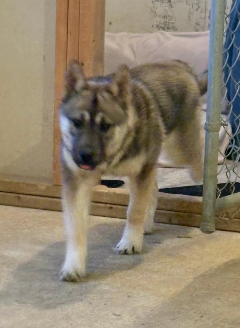 Tilley, adopted, Young Female Husky & Shepherd.