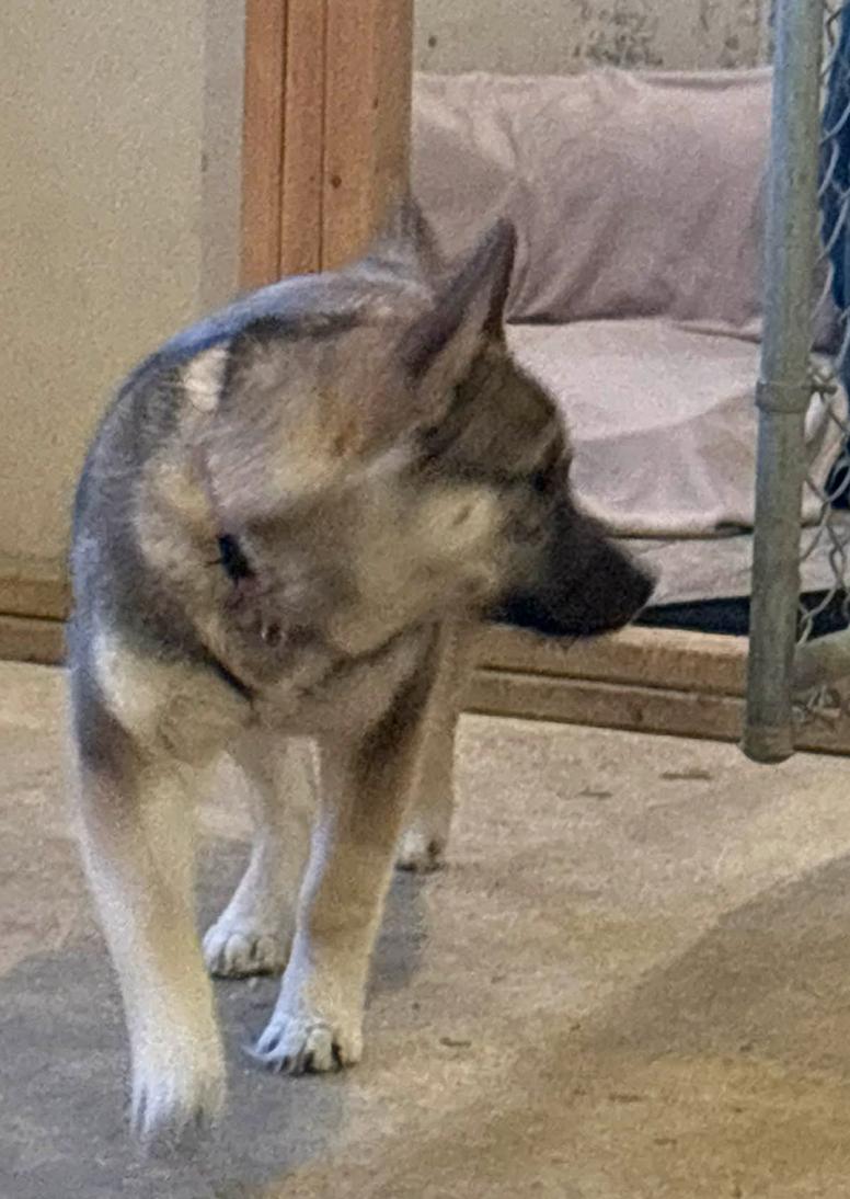 Enlarge Tilley, an adopted mixed breed in Calgary, AB image 2/2