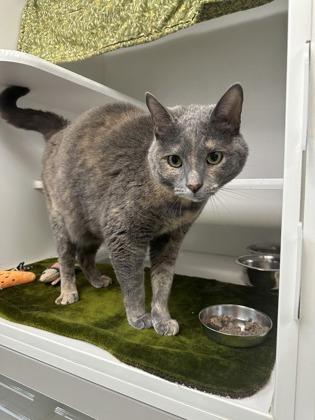 Pebbles, a Adoptable mixed breed in Traverse City, MI image 1/3