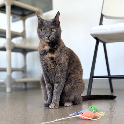 Pebbles, Adoptable, Adult Female Domestic Short Hair & Domestic Short Hair.