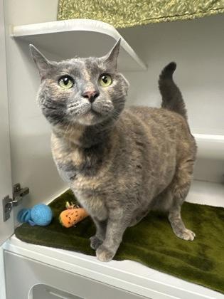 Pebbles, a Adoptable mixed breed in Traverse City, MI image 2/3