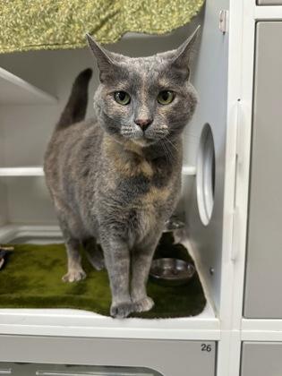 Pebbles, a Adoptable mixed breed in Traverse City, MI image 3/3