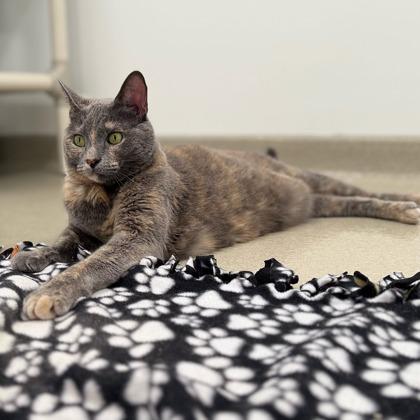 Pebbles, Adoptable, Adult Female Domestic Short Hair & Domestic Short Hair.