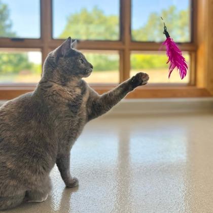 Enlarge Pebbles, a Adoptable mixed breed in Traverse City, MI image 3/3