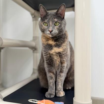 Enlarge Pebbles, a Adoptable mixed breed in Traverse City, MI image 2/3