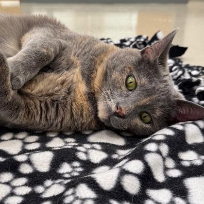 Enlarge Pebbles, a Adoptable mixed breed in Traverse City, MI image 3/3