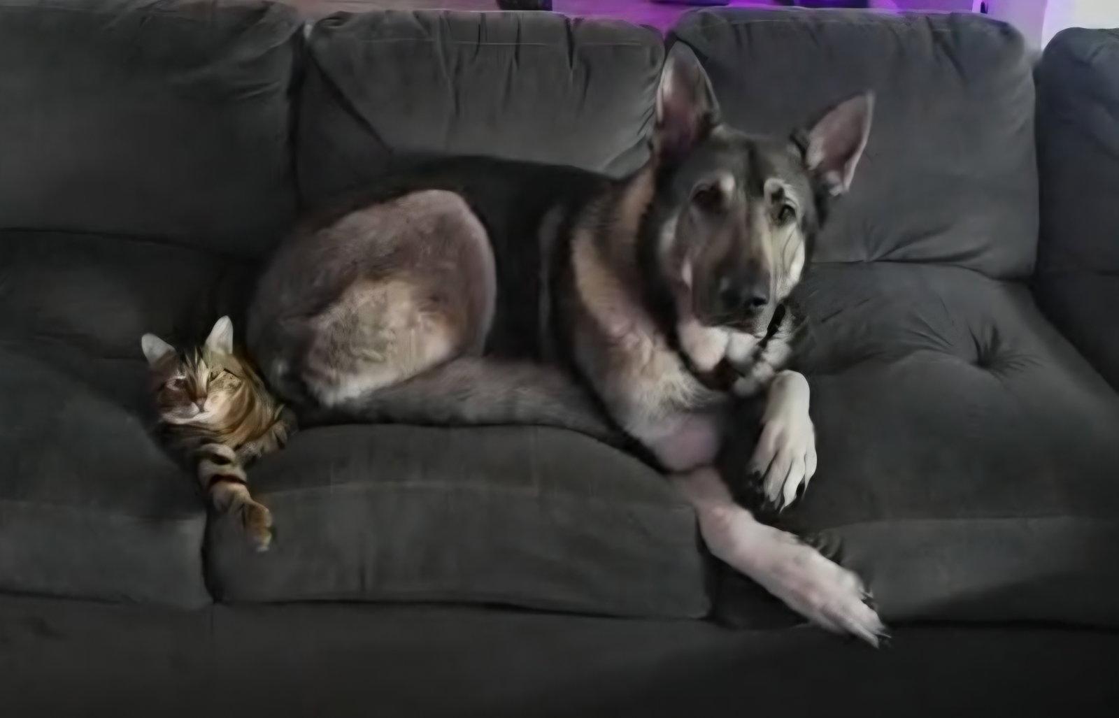 Kato & Friend - Bonded Pair, Adoptable, Adult Male German Shepherd Dog.