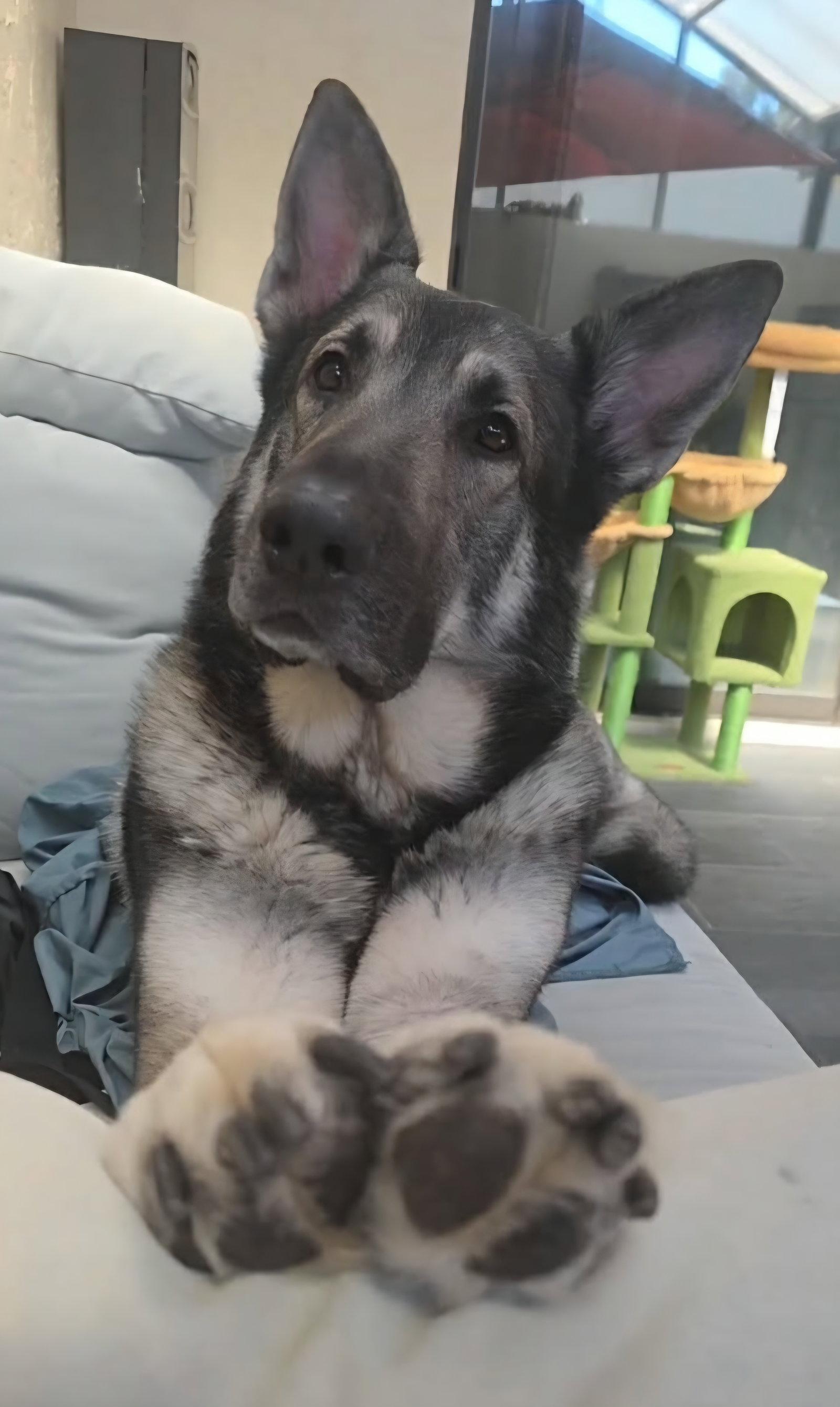 Enlarge Kato & Friend - Bonded Pair, a Adoptable German Shepherd Dog in Tampa, FL image 2/3