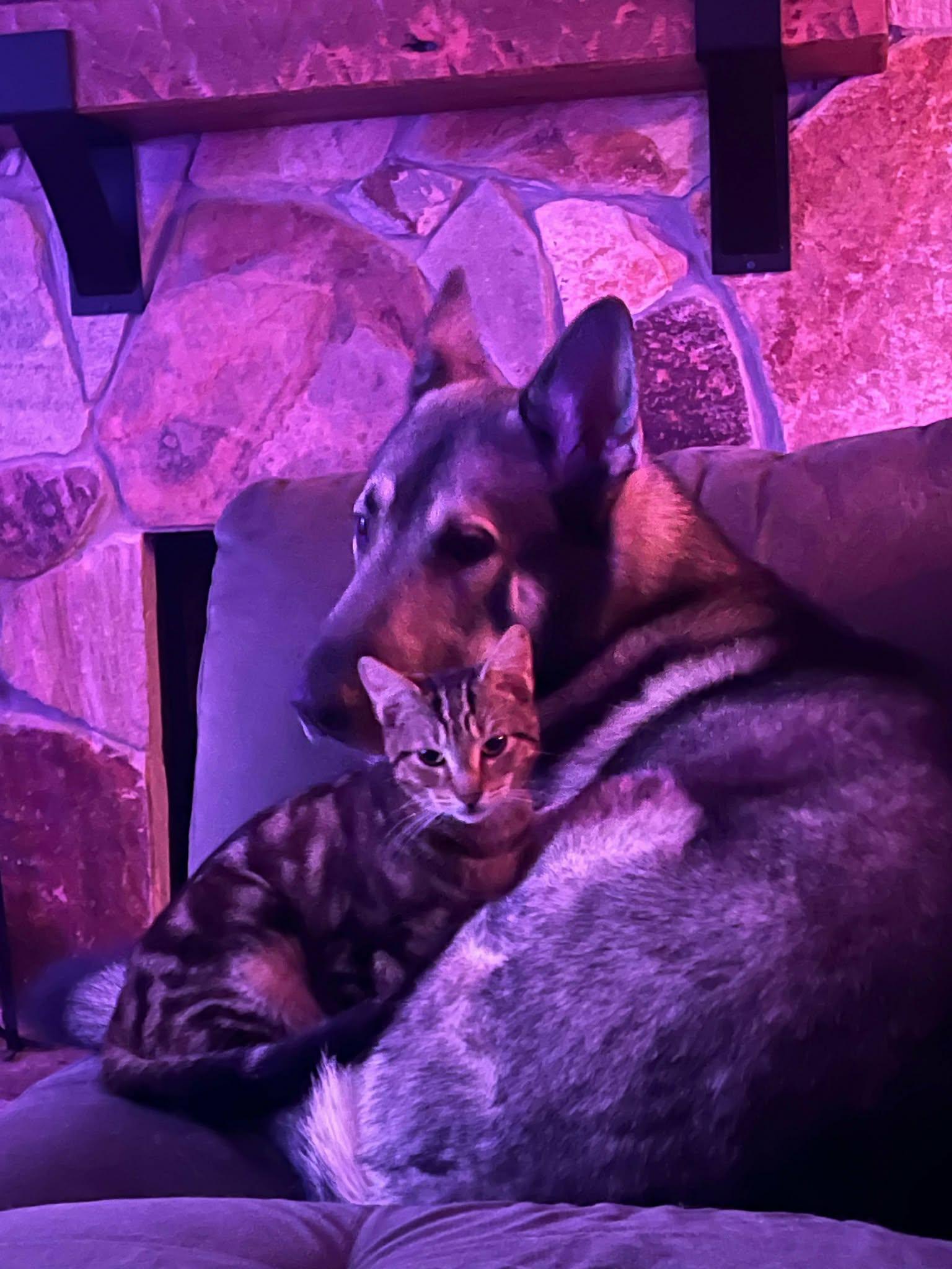 Enlarge Kato & Friend - Bonded Pair, a Adoptable German Shepherd Dog in Tampa, FL image 3/3