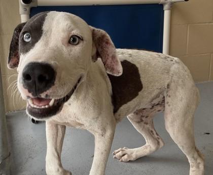 Lilah, Adoptable, Adult Female Pit Bull Terrier.