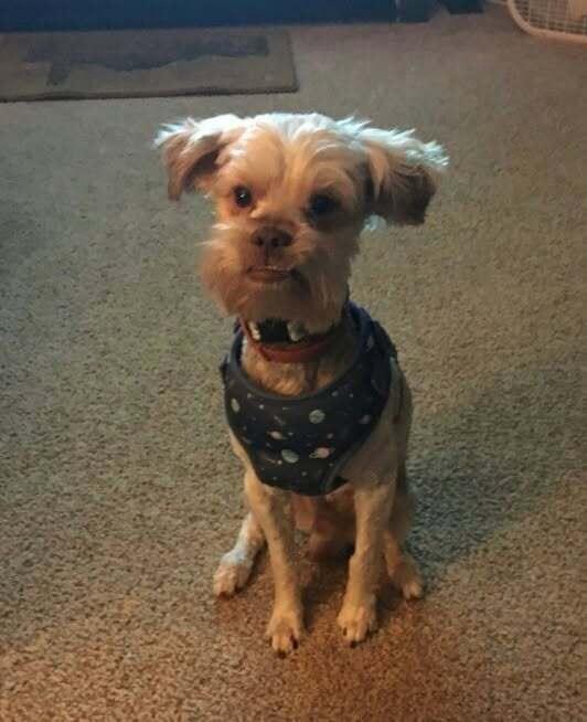 Punky, Adoptable, Adult Male Yorkshire Terrier & Schnauzer.