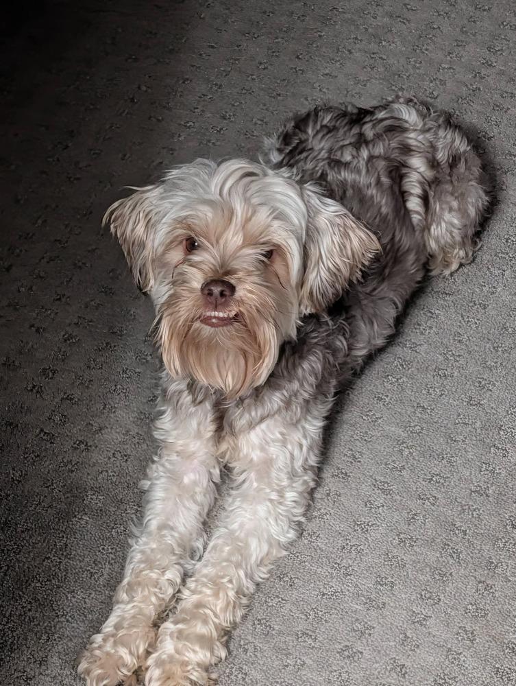 Enlarge Punky, a Adoptable mixed breed in Parker, CO image 5/6