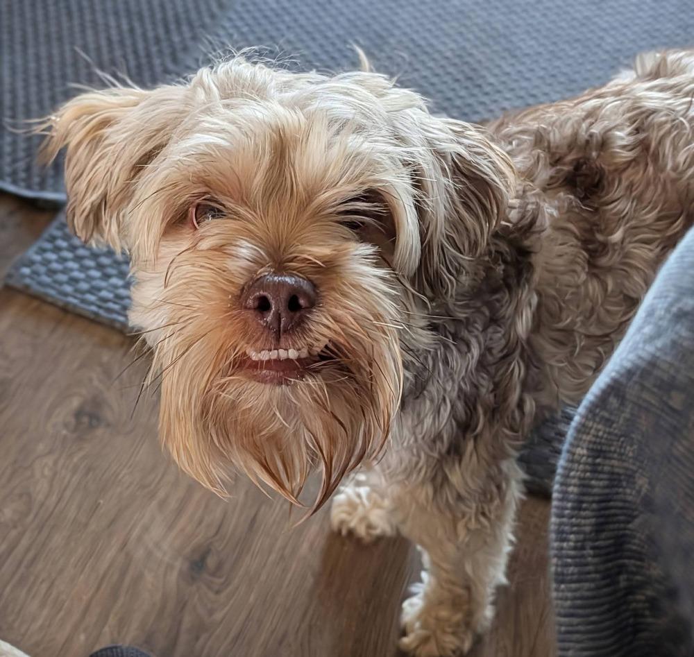Enlarge Punky, a Adoptable mixed breed in Parker, CO image 6/6
