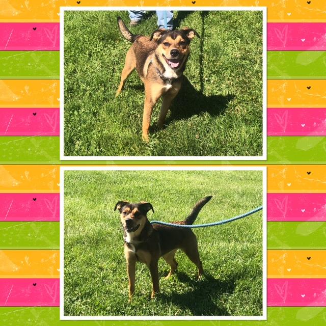 Enlarge LOLA, a ADOPTABLE mixed breed in Buckhannon, WV image 1/1