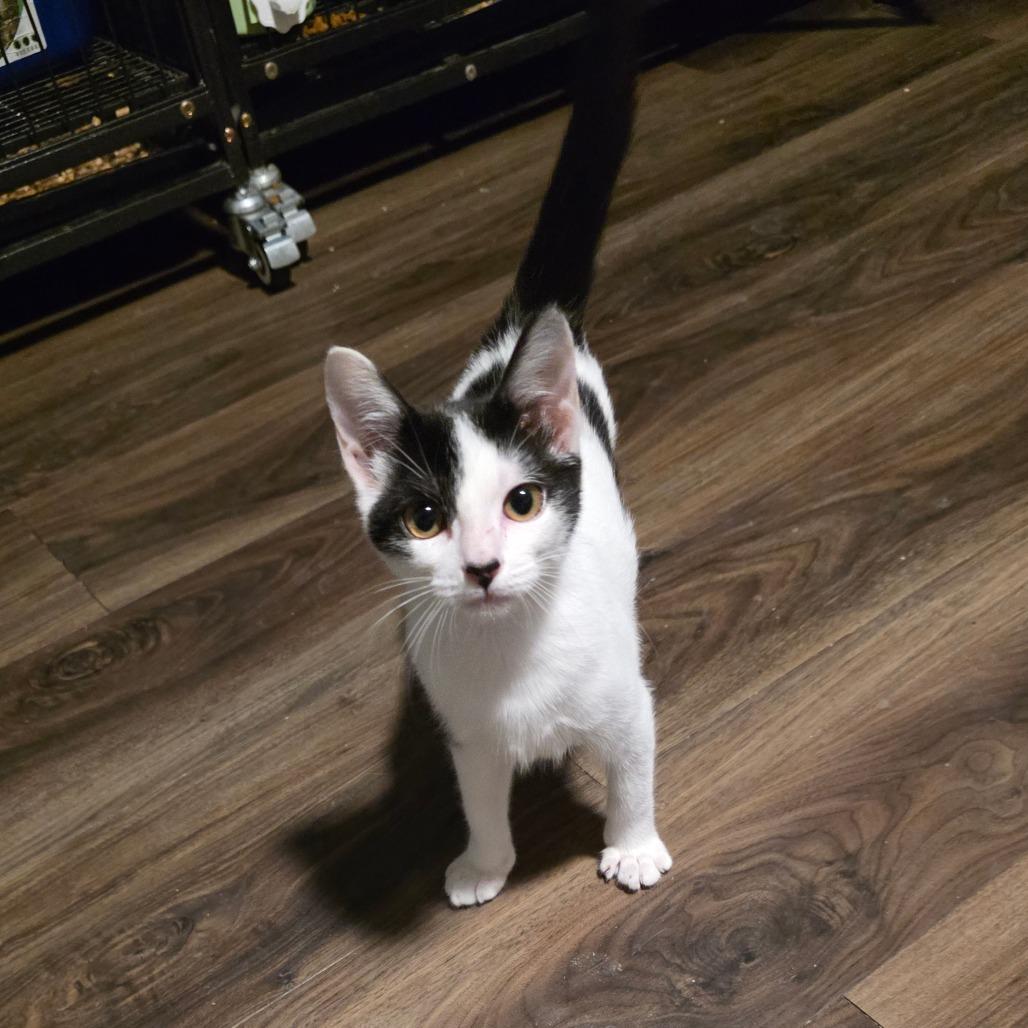 Pita Chip, Adoptable, Young Female Domestic Short Hair.