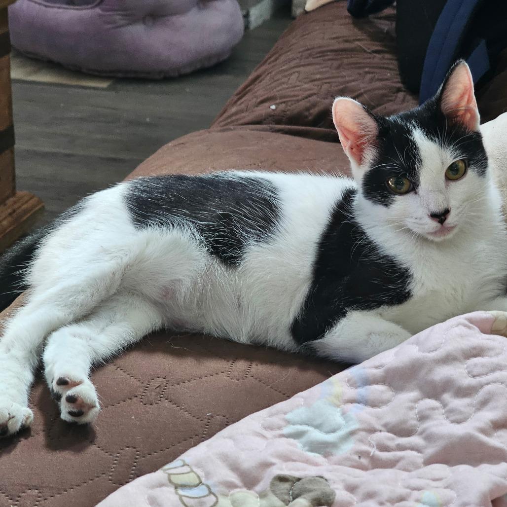 Pita Chip, a Adoptable Domestic Short Hair in Fort Worth, TX image 2/6