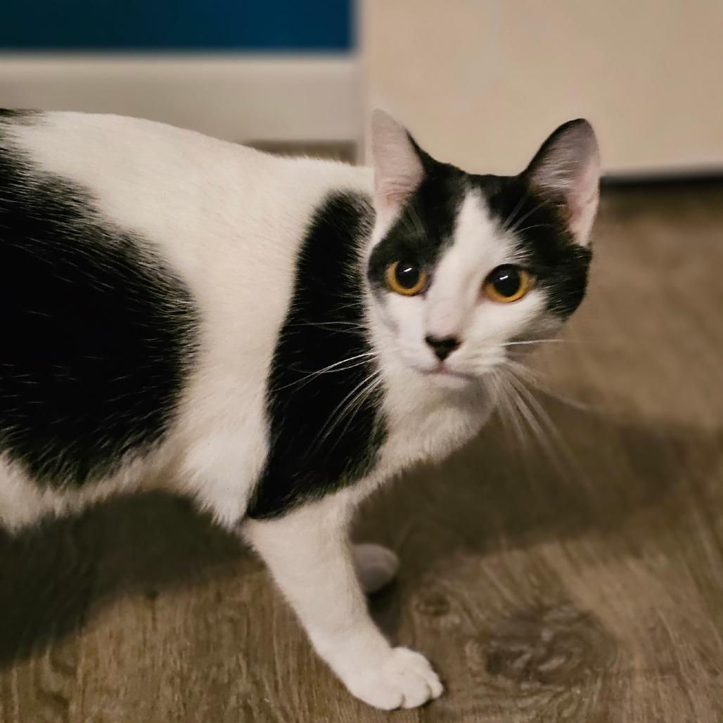 Pita Chip, Adoptable, Young Female Domestic Short Hair.