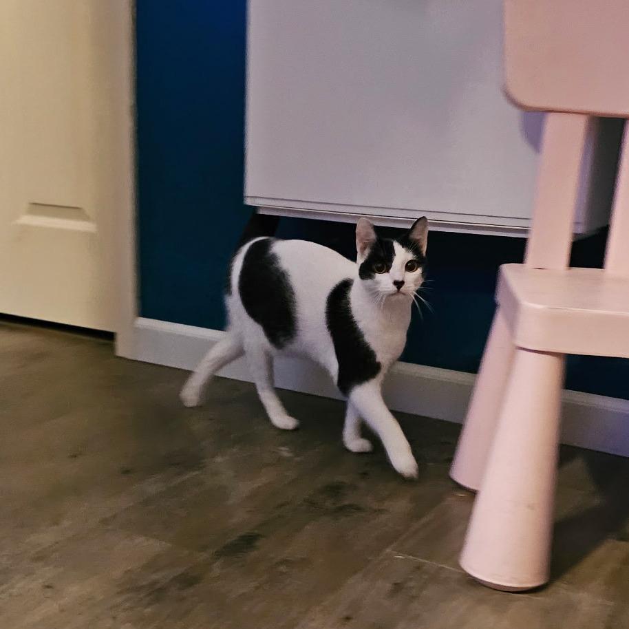 Pita Chip, a Adoptable Domestic Short Hair in Fort Worth, TX image 5/6