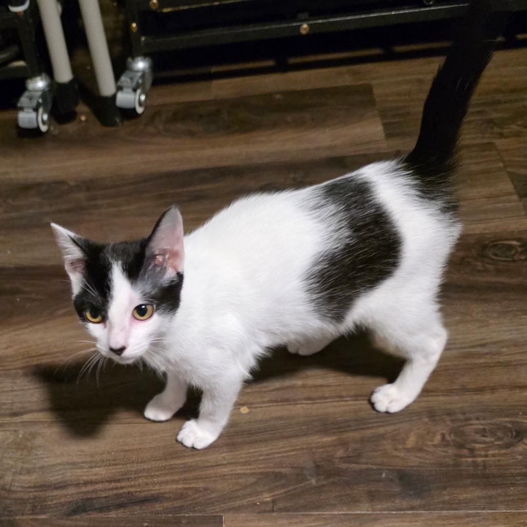 Pita Chip, a Adoptable Domestic Short Hair in Fort Worth, TX image 6/6