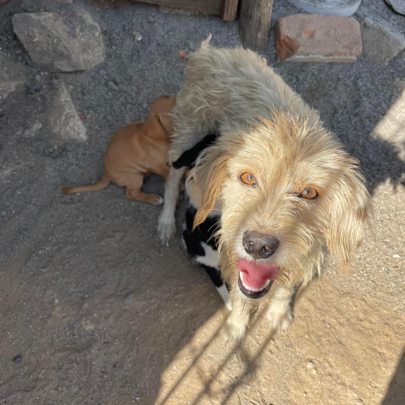 Dog for adoption Mayo, a Mixed Breed in Portland, OR Petfinder