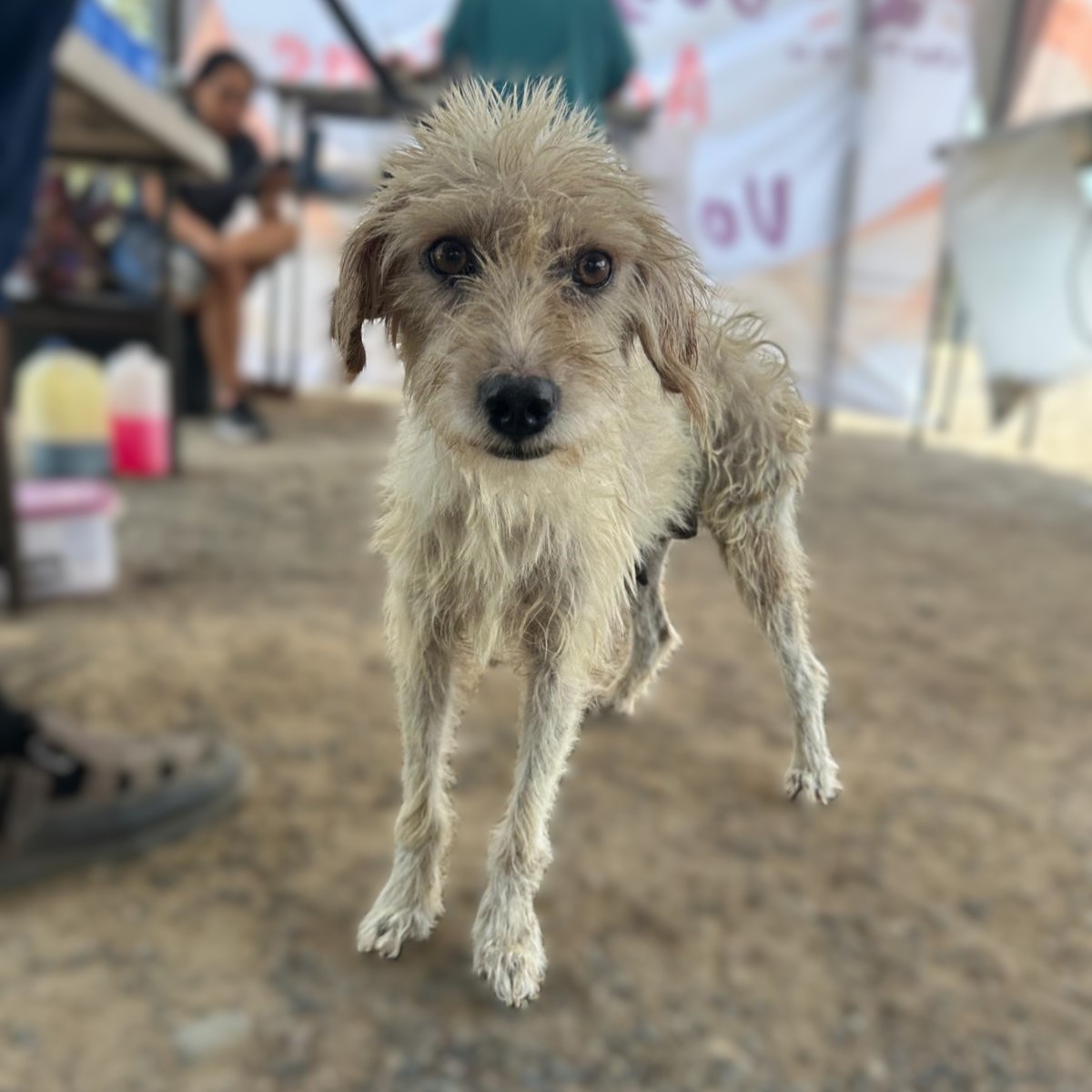 Dog for adoption Mayo, a Mixed Breed in Portland, OR Petfinder