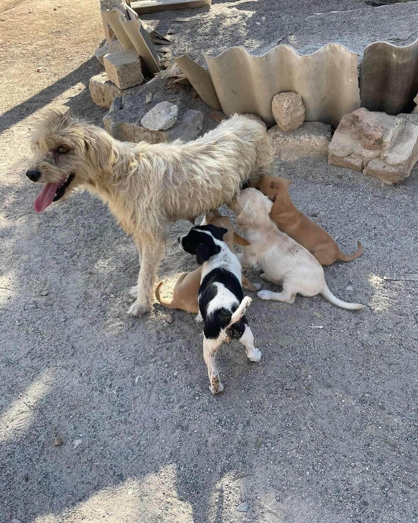 Dog for adoption Mayo, a Mixed Breed in Portland, OR Petfinder