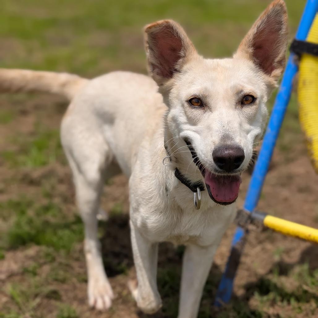 Winter, Adoptable, Adult Female Shepherd & Mixed Breed.